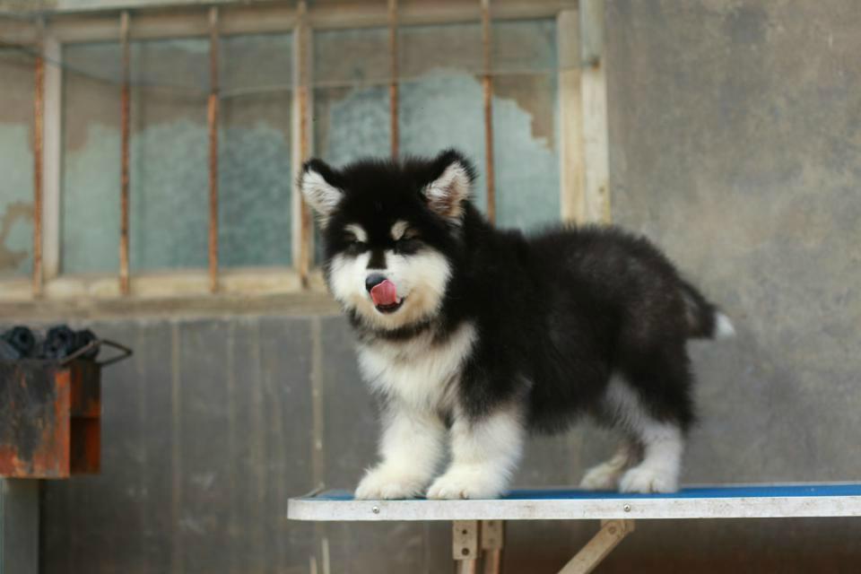 猫是什么原因得猫瘟?揭秘这一致命疾病的真相