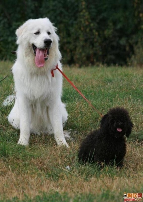 猫蛋总是变黑什么原因?揭开宠物护理的神秘面纱